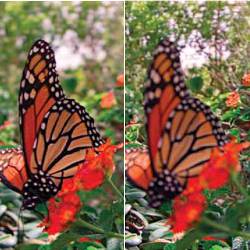 side-by-side photos of a butterfly