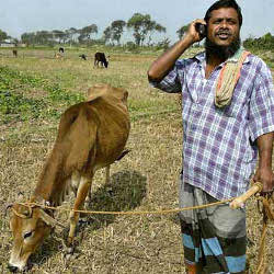 Indian farmer on cellphone