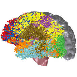 map of human brain connections