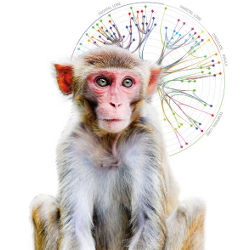 Macaque Monkey and white-matter graph