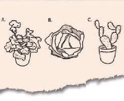 A. plant, B. lettuce, C. cactus, illustration