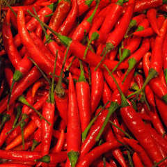 capsicum frutescens chili peppers