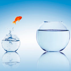 goldfish jumping from small fishbowl to bigger fishbowl