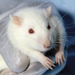 animal testing rodent