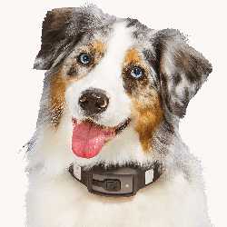 A dog wearing a technology-laden collar.