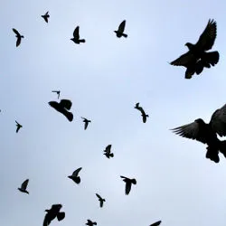 birds in flight