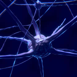 A nerve cell, which artificial neural networks attempt to mimic.