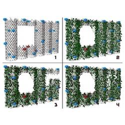 Four stages of using robotic means to grow a hedge wall with a self-repairing clear window area.