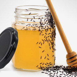 ants and honey jar