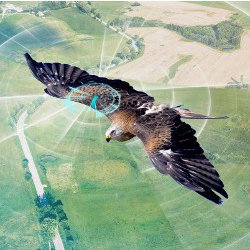 flying bird with satellite tag, illustration