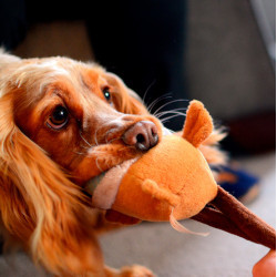 dog biting pull toy