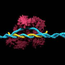A three-dimenstional render of the CRISPR-Cas9 genome editing system.