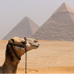 camel in front of two Pyramids of Giza