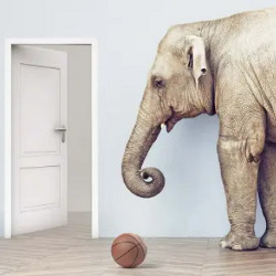 elephant, a basketball, and an open door