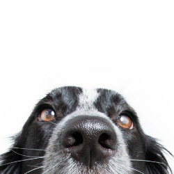 dog's eyes and nose