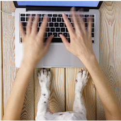 dog paws and human hands at laptop computer keyboard