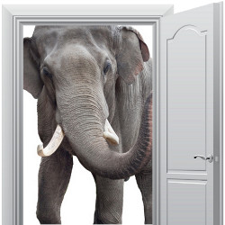 elephant doesn't fit through open doorway