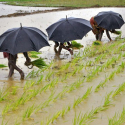 workers under umbrellas harvesting a field during a monsoon