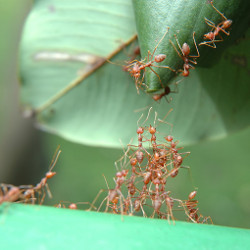 ants trying to form a bridge