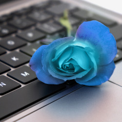 blue rose on a keyboard