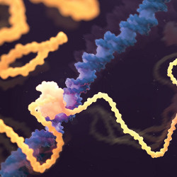 AlphaFold-predicted structure of estrogen receptor protein, seen binding to DNA