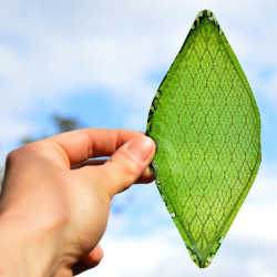A solar leaf product made from microalgae, phytoplankton, and other microscopic plants.