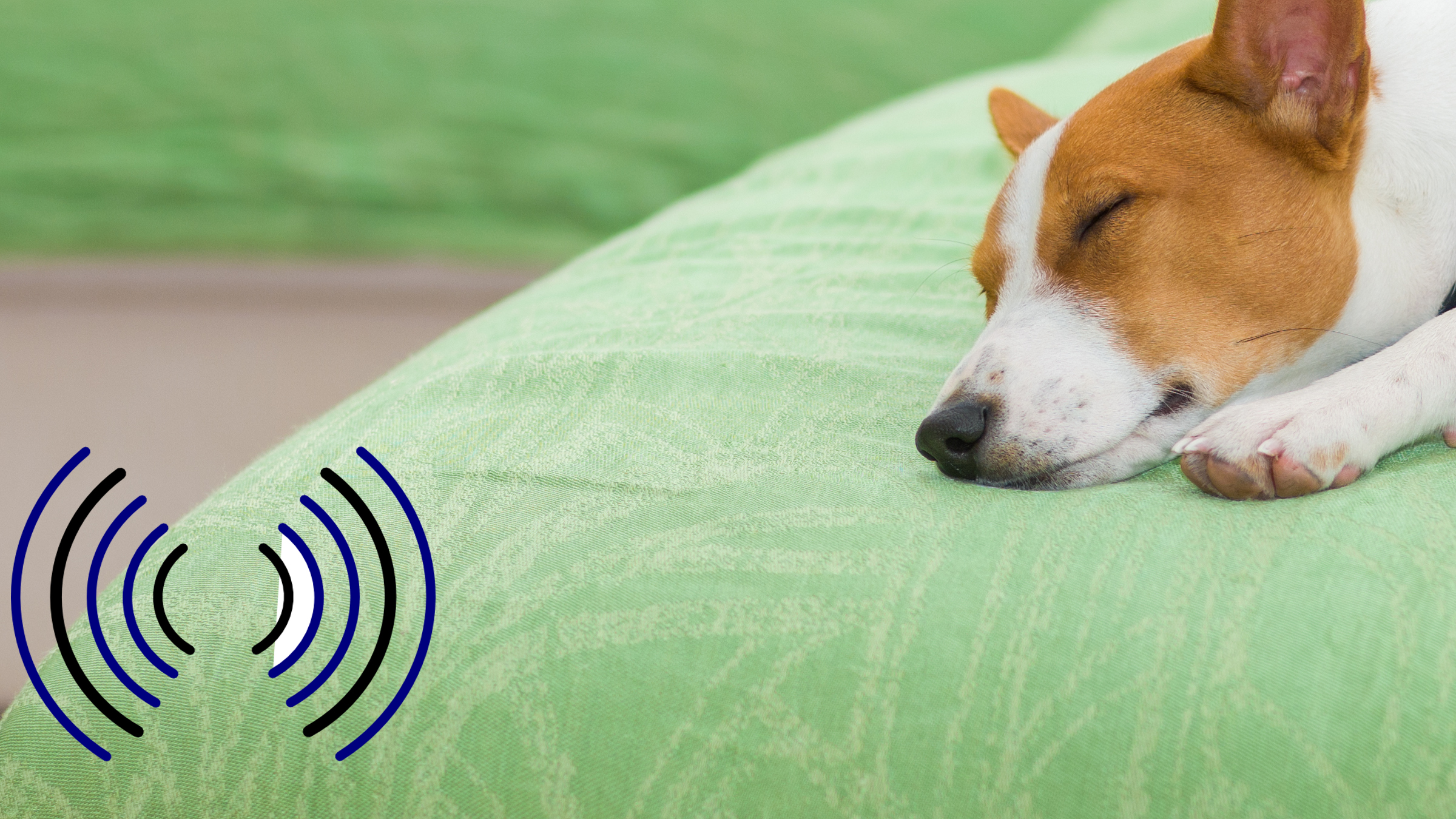 furniture emits radio waves while dog sleeps