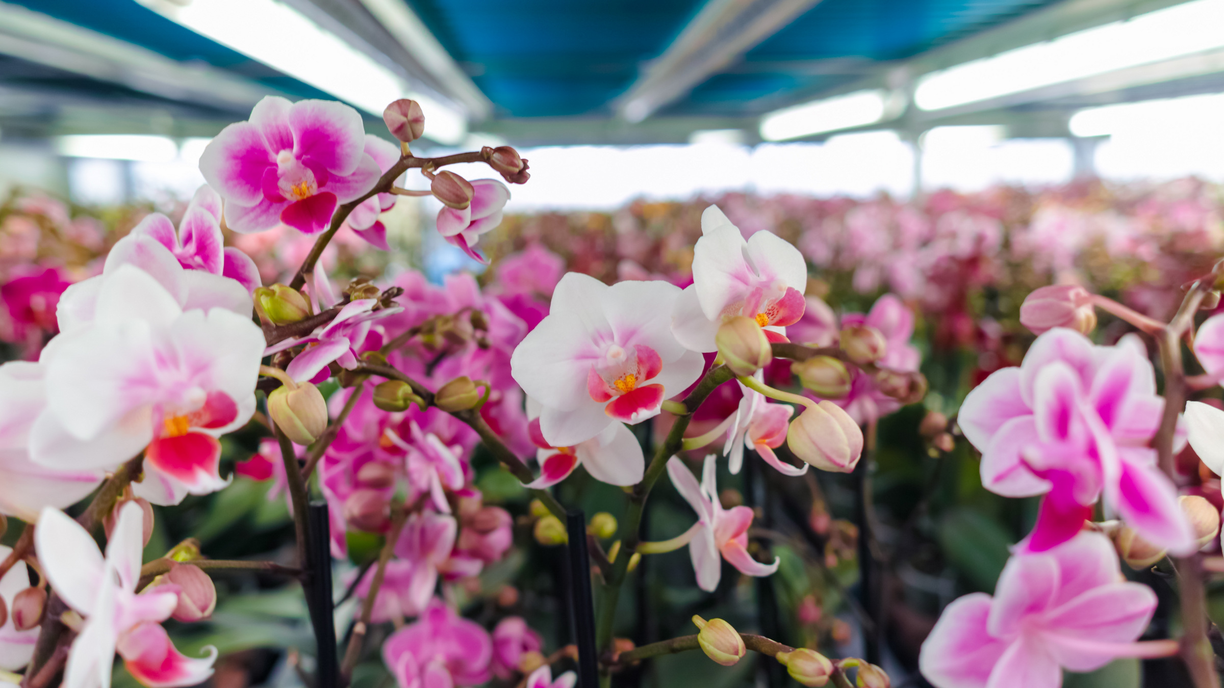 Credit: Getty Images. Orchid greenhouse