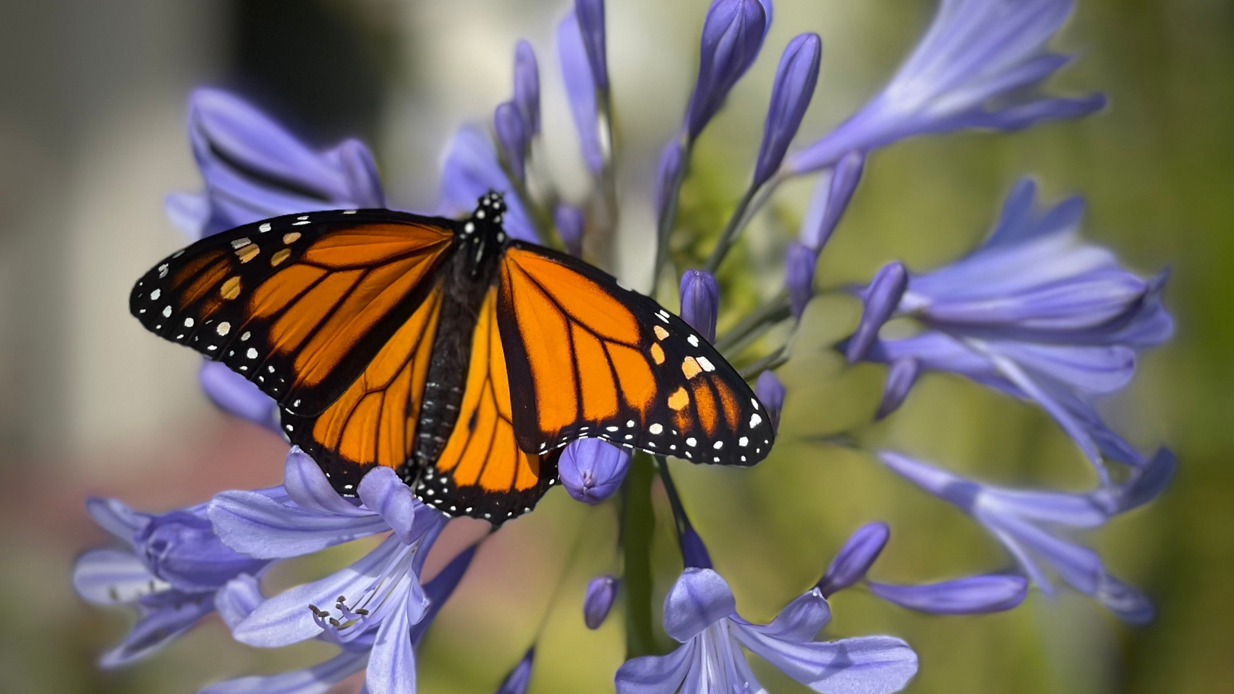 Credit: Shutterstock. Monarch butterfly on purple flowers