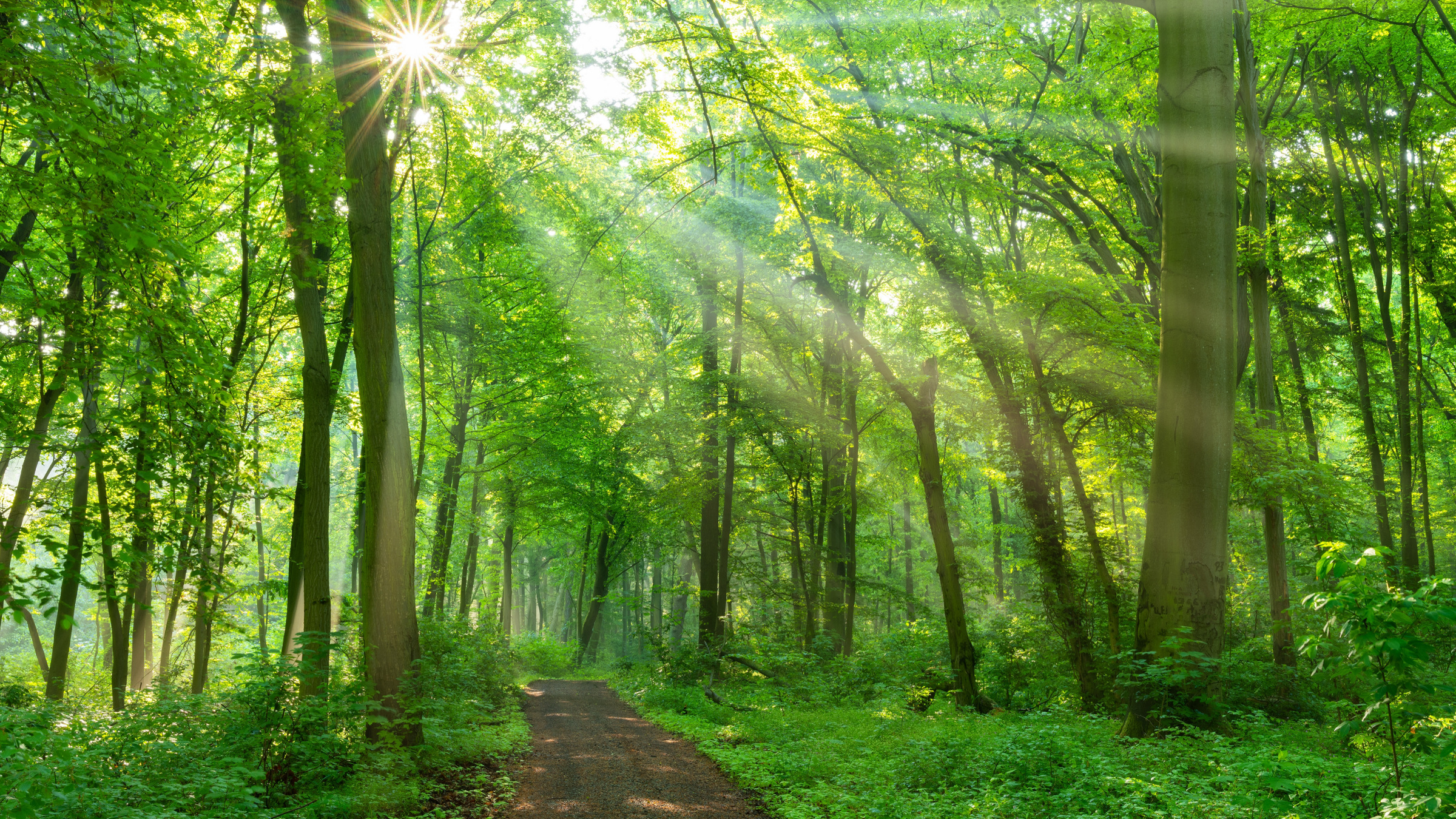 Credit: Shutterstock beams of light on a forest path