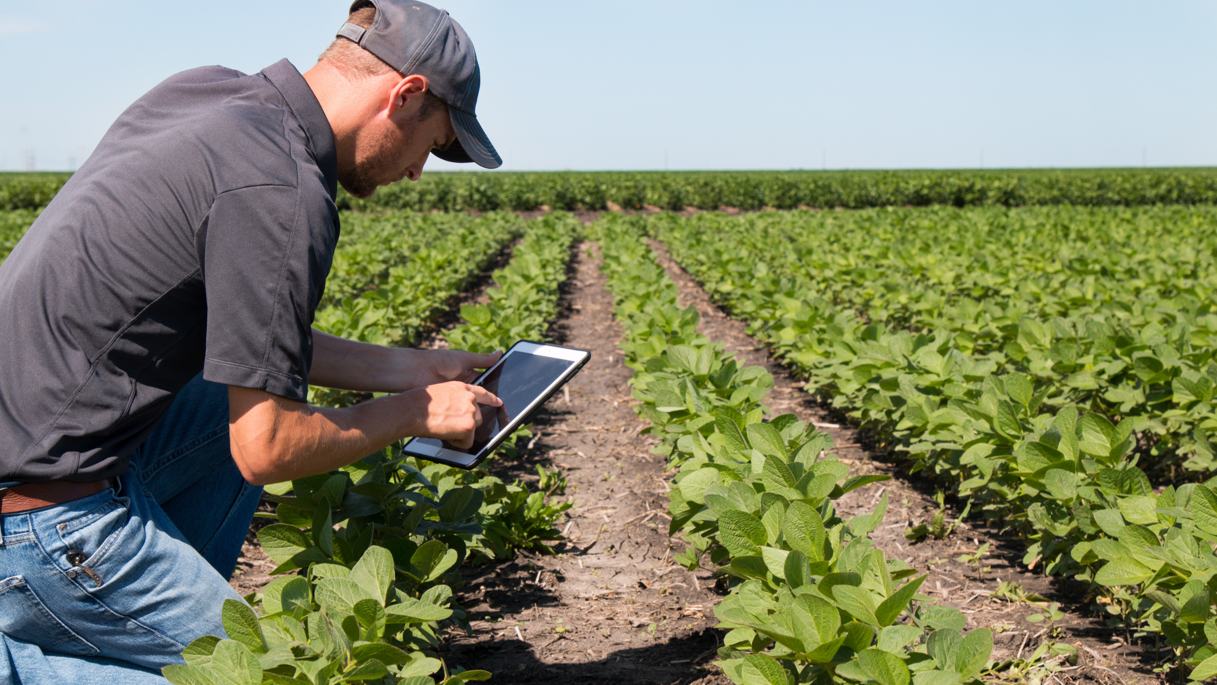 Credit: Shutterstock man using a tablet in an agricultural field