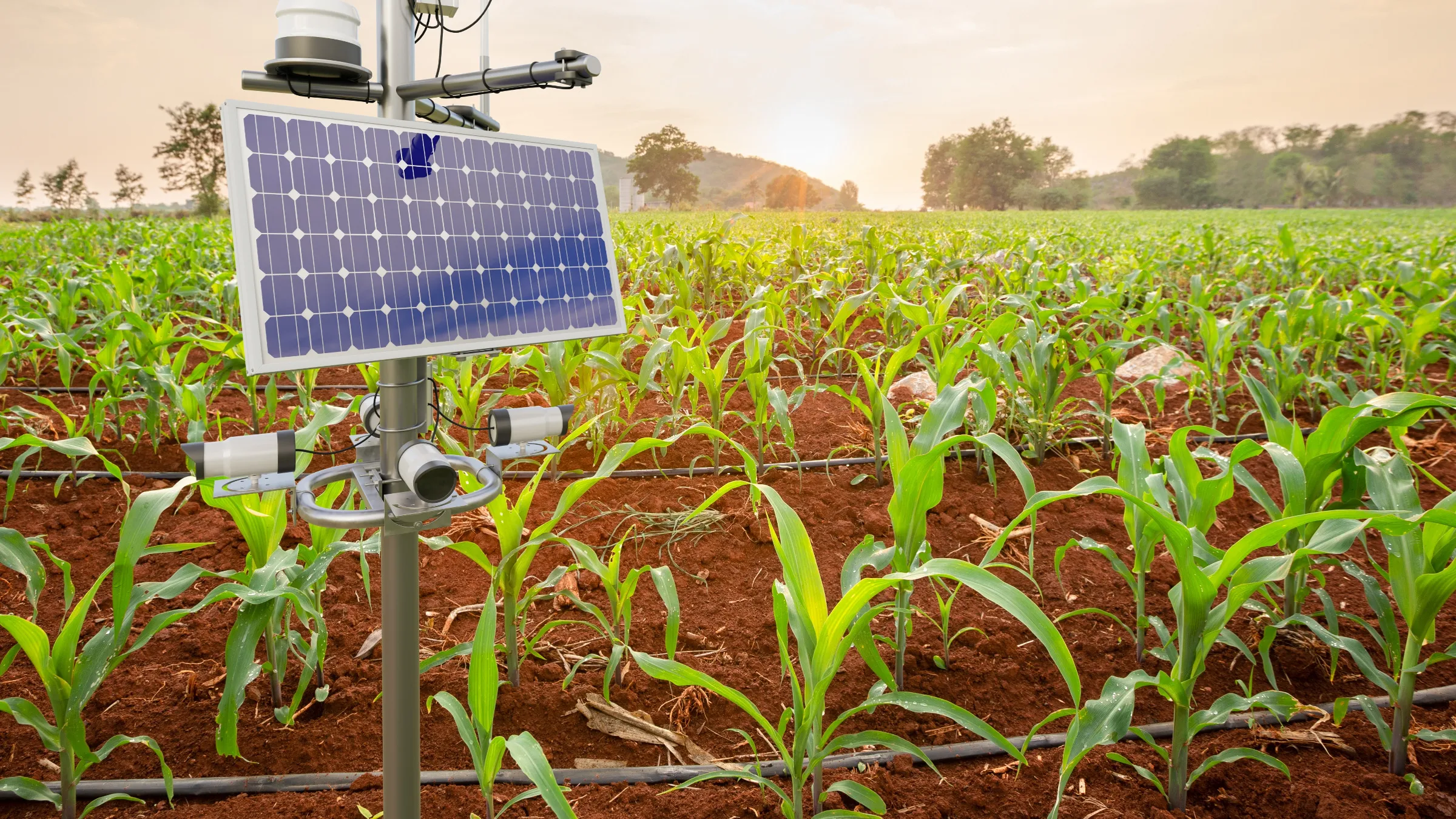 monitoring equipment in a corn field