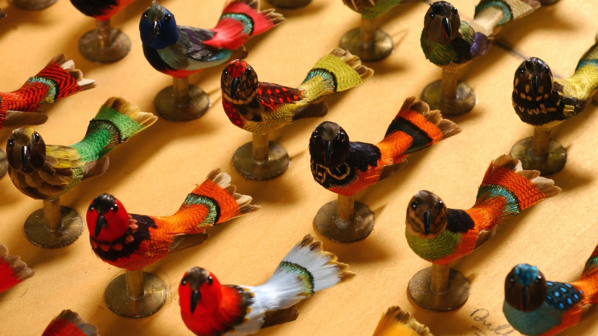 automated singing birds