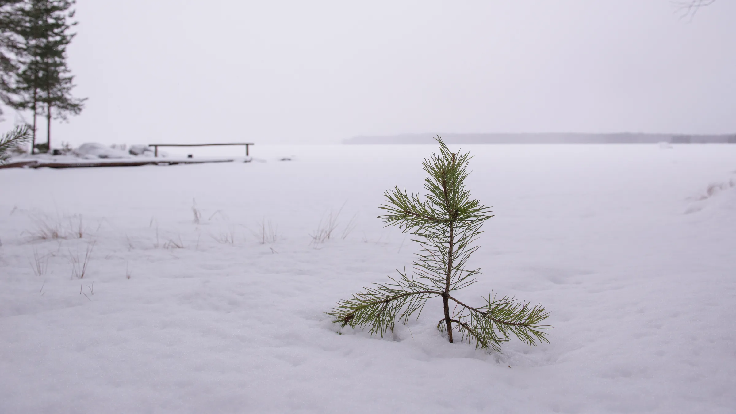 fir sapling in winter