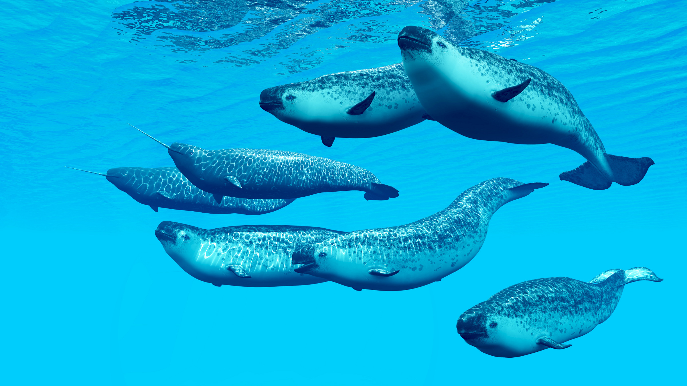 pod of narwhals