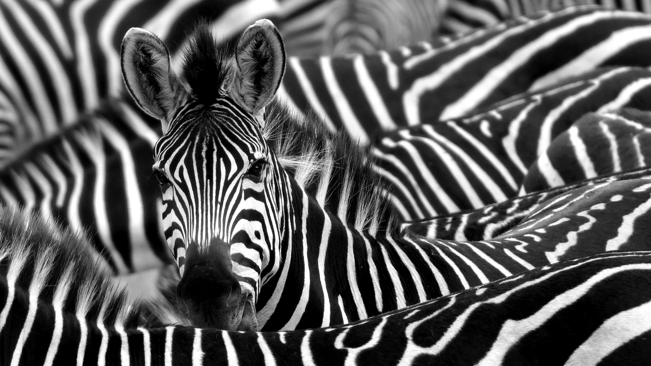 herd of zebra